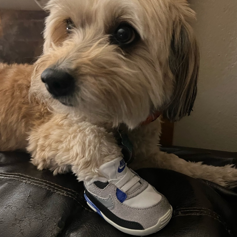 Air max Crib worn with some wear and tear DOG NOT FOR SALE 🤣 size 2c Nike